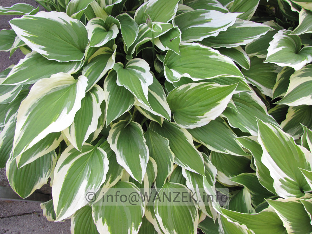 Hosta Hybride Silver Crown 08.JPG